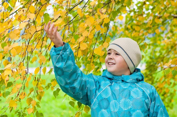 Un niño en un bosque de abedules en otoño — Foto de Stock