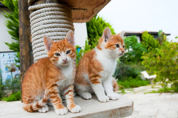 Röd kattunge i gräset — Stockfoto