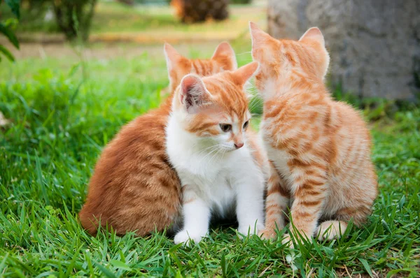 Röd kattunge i gräset — Stockfoto