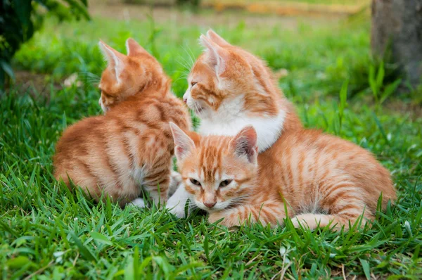 Red kitten in the grass — Stock Photo, Image