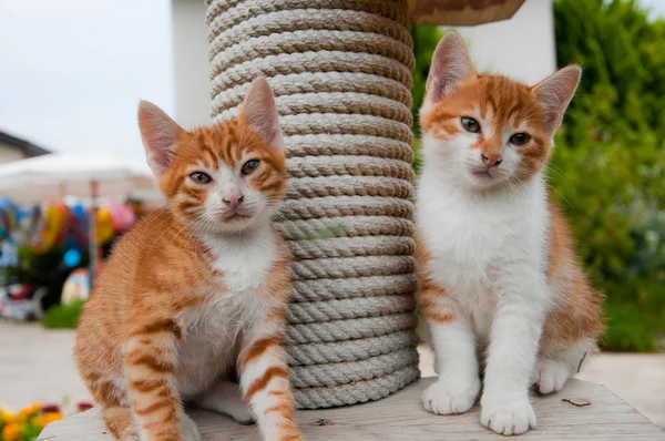 Czerwony kotek w trawie — Zdjęcie stockowe
