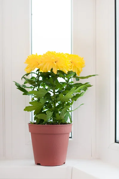 Gele chrysanten op een vensterbank — Stockfoto