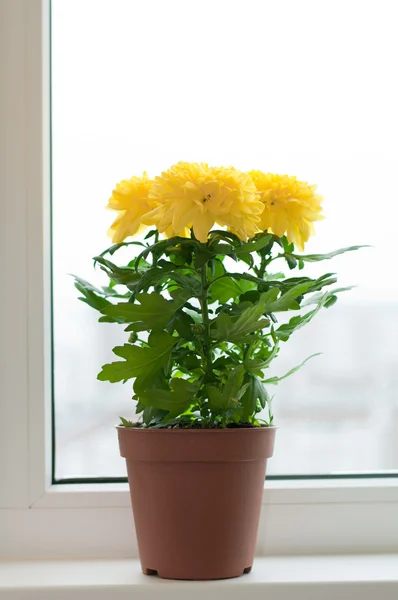 Crisântemos amarelos em uma soleira da janela — Fotografia de Stock