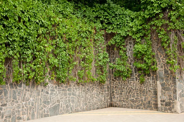 Wild grapes on a stone wall — Stock Photo, Image