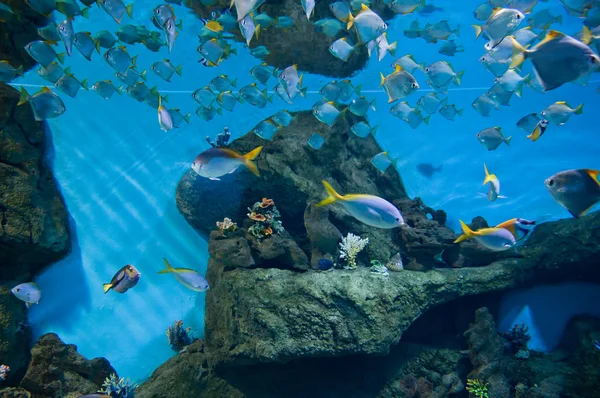 Marine aquarium with fishes — Stock Photo, Image