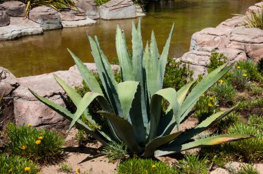 Aloe arborescens sarisabir Bahçe