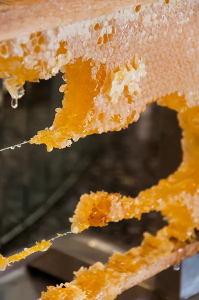 Frame with honeycombs full of honey — Stock Photo, Image