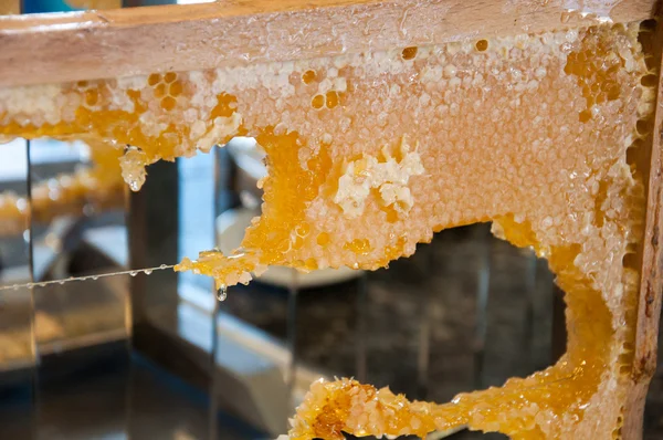 Frame with honeycombs full of honey — Stock Photo, Image