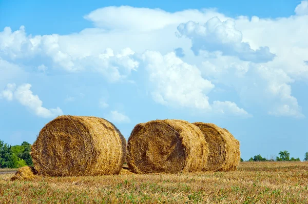 Mown field with bales of straw — Stock Photo, Image