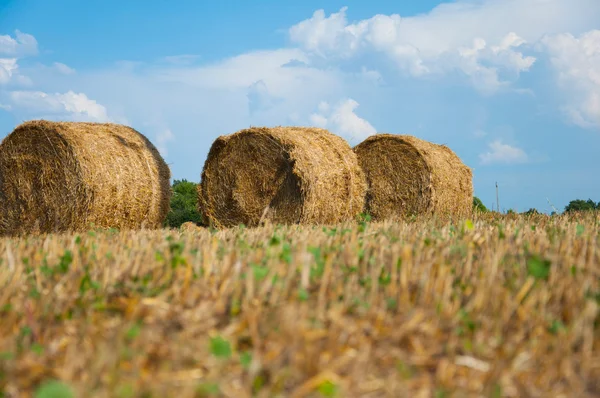 Mown field with bales of straw — Stock Photo, Image