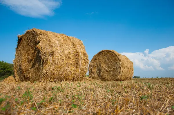 Mown field with bales of straw — Stock Photo, Image