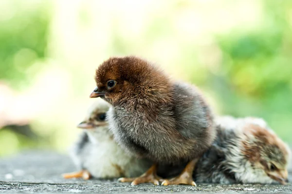 Little newborn chicken on nature — Stock Photo, Image