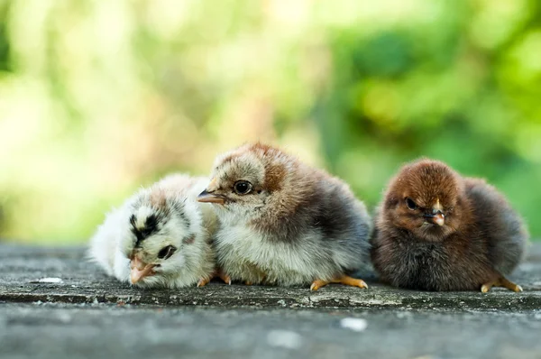 Pequeño pollo recién nacido en la naturaleza — Foto de Stock