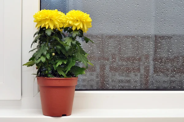 Yellow chrysanthemums on a window sill — Stock Photo, Image