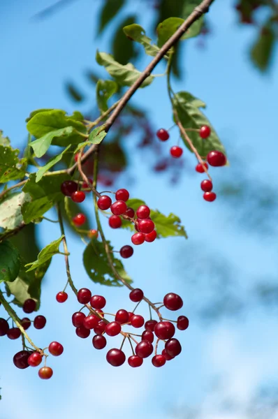 Berries ripe tasty bird cherry closeup — Stock Photo, Image