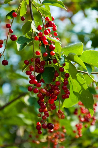 Berries ripe tasty bird cherry closeup — Stock Photo, Image