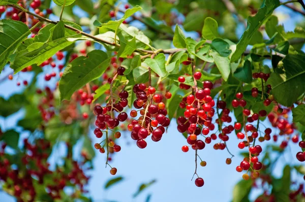 Berries ripe tasty bird cherry closeup — Stock Photo, Image