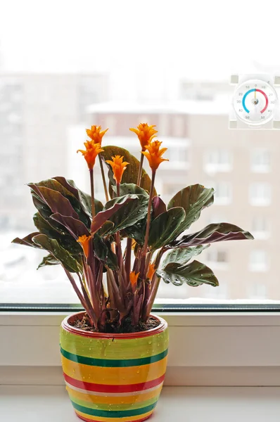 Marantaceae krokata kamer bloem op de vensterbank — Stockfoto
