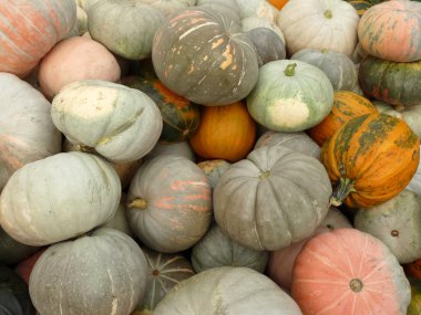 büyük olgun kabak çim üzerinde yalan