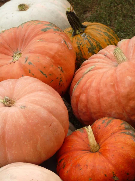 Large ripe pumpkin lying on the grass — Stock Photo, Image