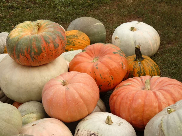 Large ripe pumpkin lying on the grass — Stock Photo, Image