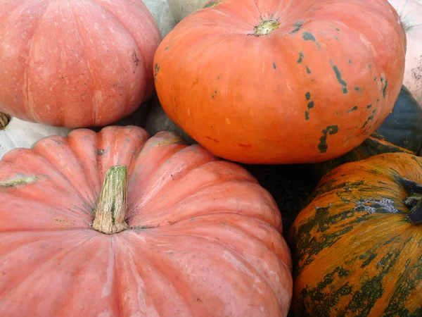 Large ripe pumpkin lying on the grass — Stock Photo, Image