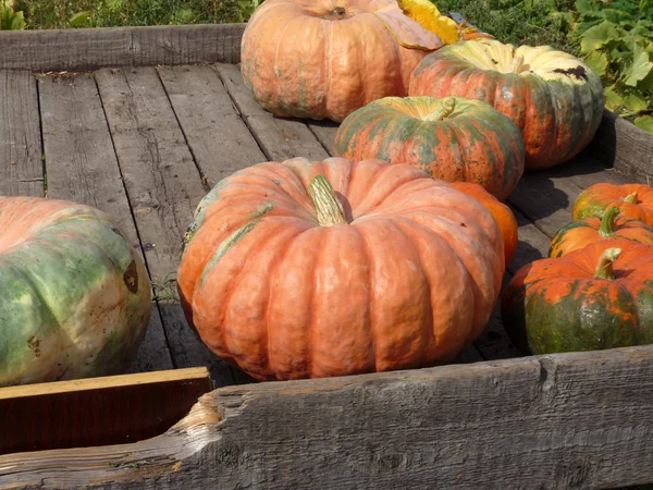 Large ripe pumpkin lying on the grass Royalty Free Stock Images