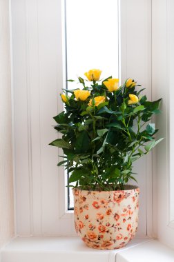 pencere pervazı Sarı Gül