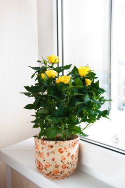 pencere pervazı Sarı Gül
