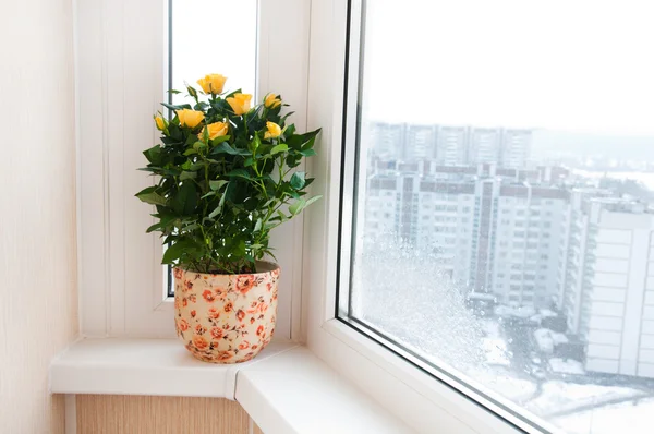 窓辺に黄色いバラ — ストック写真