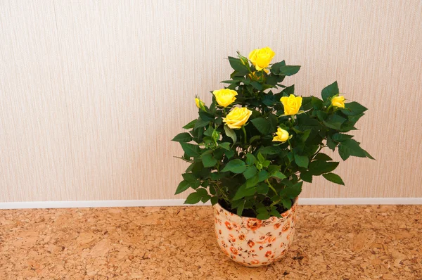 Комнатный цветок - желтая роза — стоковое фото