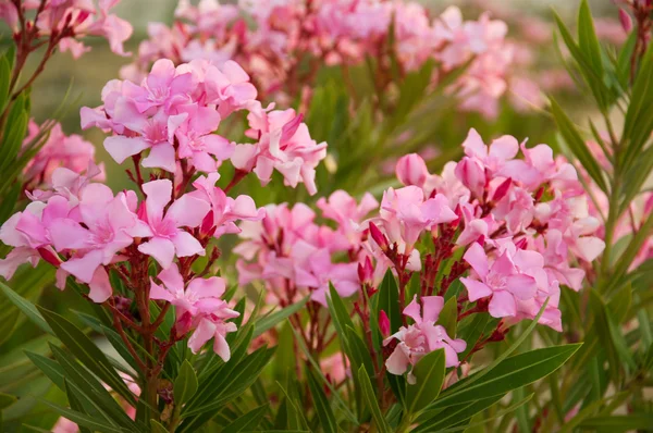 Oleander - from its leaves produce medicines — Stock Photo, Image