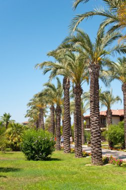 Palm garden evin önünde