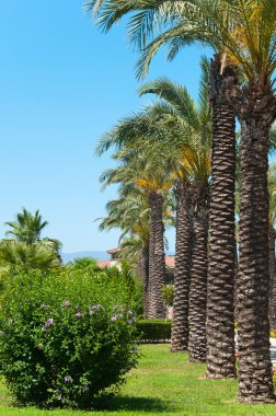 Palm garden evin önünde