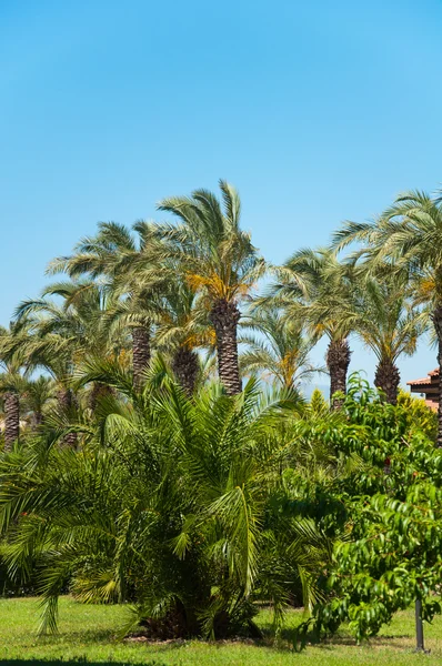 Palm Garden en frente de la casa — Foto de Stock