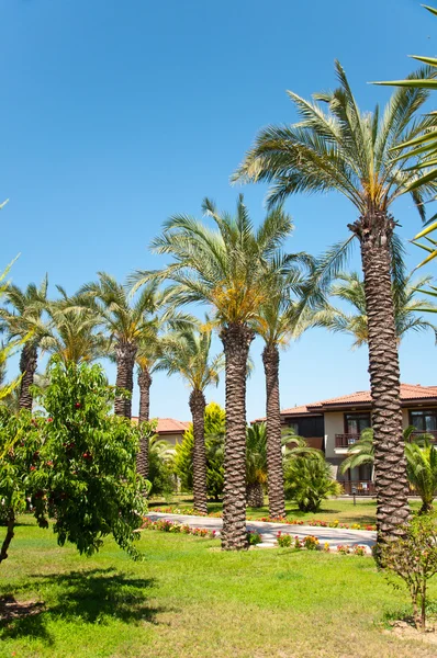 Palm Garden na frente da casa — Fotografia de Stock