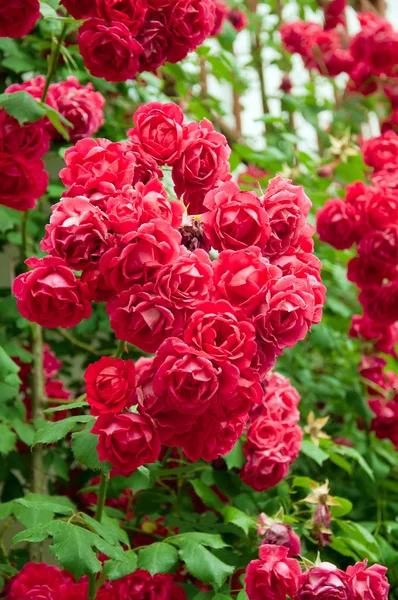 Roze bloem bed in de tuin — Stockfoto