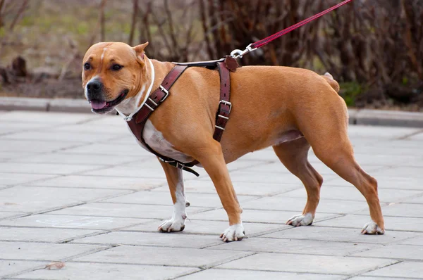 Staffordshire Terrier spazieren — Stockfoto