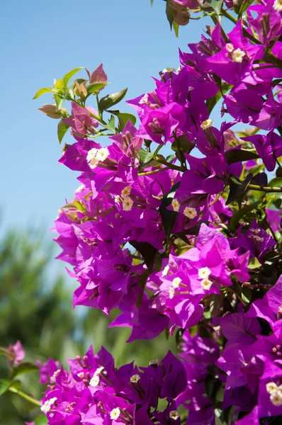 在天空背景上开花叶子花分公司 — 图库照片