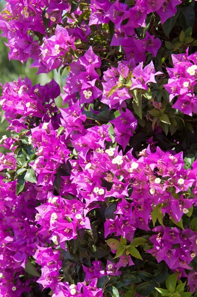Ramo de buganvília florido — Fotografia de Stock