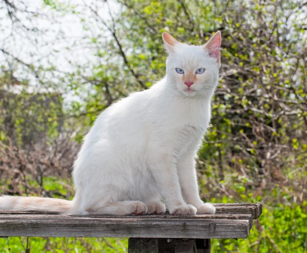 Retrato de um gato branco ao ar livre — Fotografia de Stock