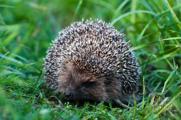 Hérisson sur la nature en été — Photo