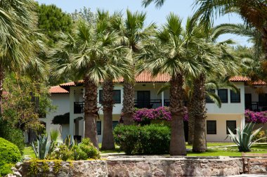 palmiye ağaçları ile tropikal otel