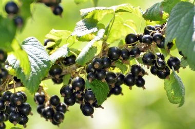 Bahçede olgun siyah frenk üzümü