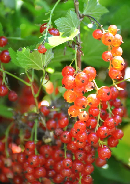 Ripe red currant in the garden — Stock Photo, Image