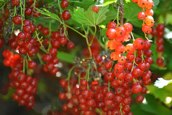 Ripe red currant in the garden — Stock Photo, Image