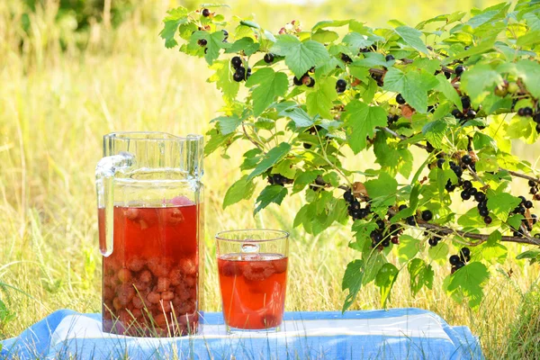 Compote of fresh berries on the nature — Stock Photo, Image