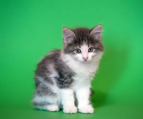 Yeşil bir arka plan üzerinde küçük tüylü kedi — Stok fotoğraf