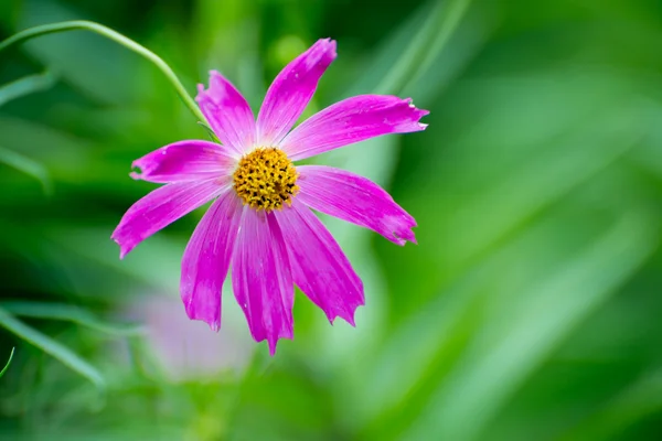 Manzanilla flor de lila de cerca — Foto de Stock