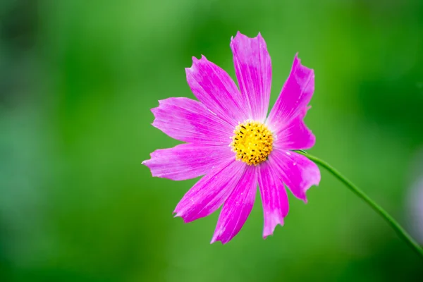Manzanilla flor de lila de cerca — Foto de Stock